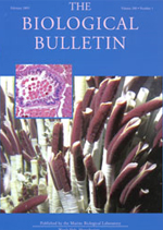 biologicalbulletin